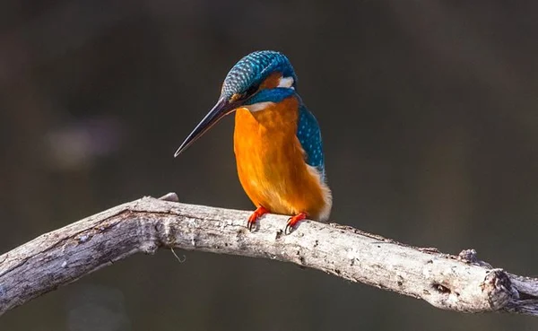 Camping de la base nautique - St Rome de tarn - Aveyron - Pccitanie